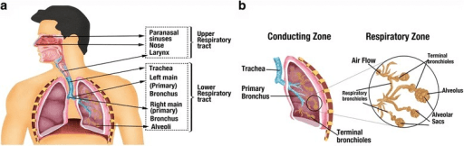 NCLEX Essentials: Understanding Respiratory Disorders - From Asthma to COPD with Practice Scenarios (Bonus: Mnemonic!)